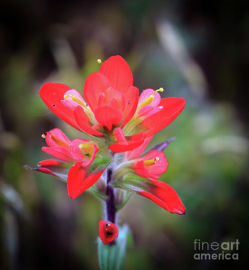 Indian paintbrush growing wild in the Wich Photograph by Richard Smith
