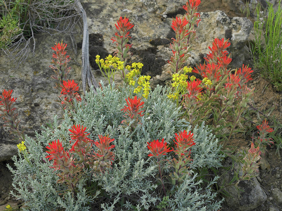 Nature Photograph - Indian Paintbrush I by Tim Fitzharris