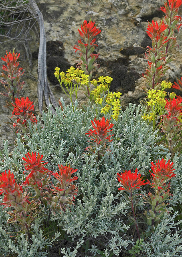 Nature Photograph - Indian Paintbrush II by Tim Fitzharris