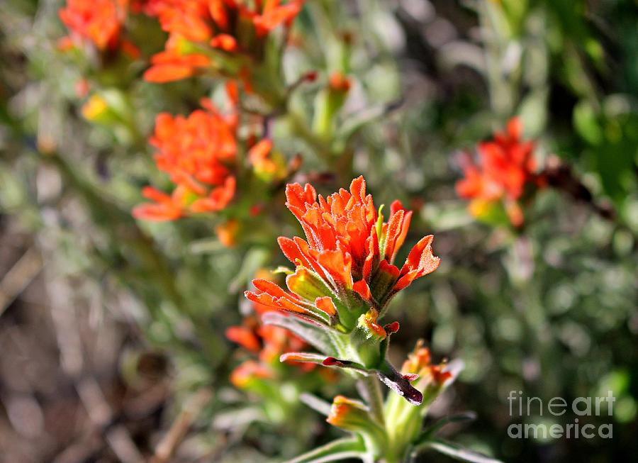 San Jose Photograph - Indian Paintbrush in March by Martha Sherman