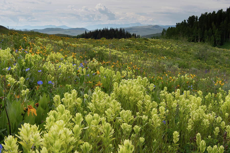 Indian Paintbrush Meadow Landscape Photograph by Cascade Colors