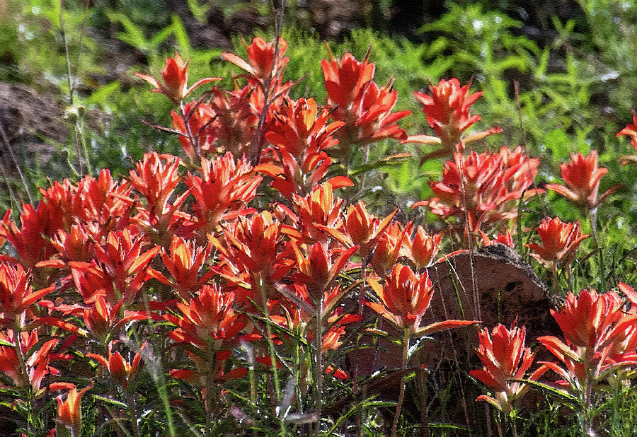 Indian Paintbrush Painted Effect Photograph