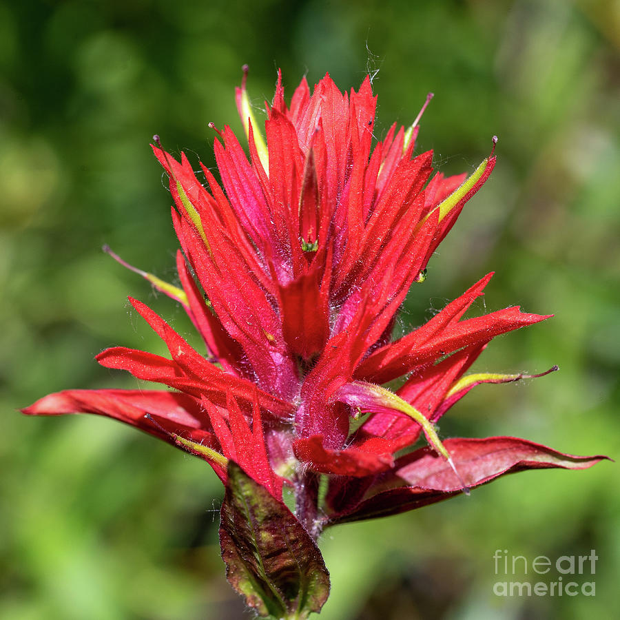 Indian Paintbrush Photograph by Roxie Crouch