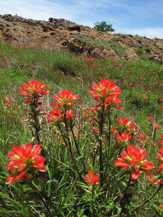 Indian Paintbrush, Wichita Mountains Photograph by Cindy McIntyre
