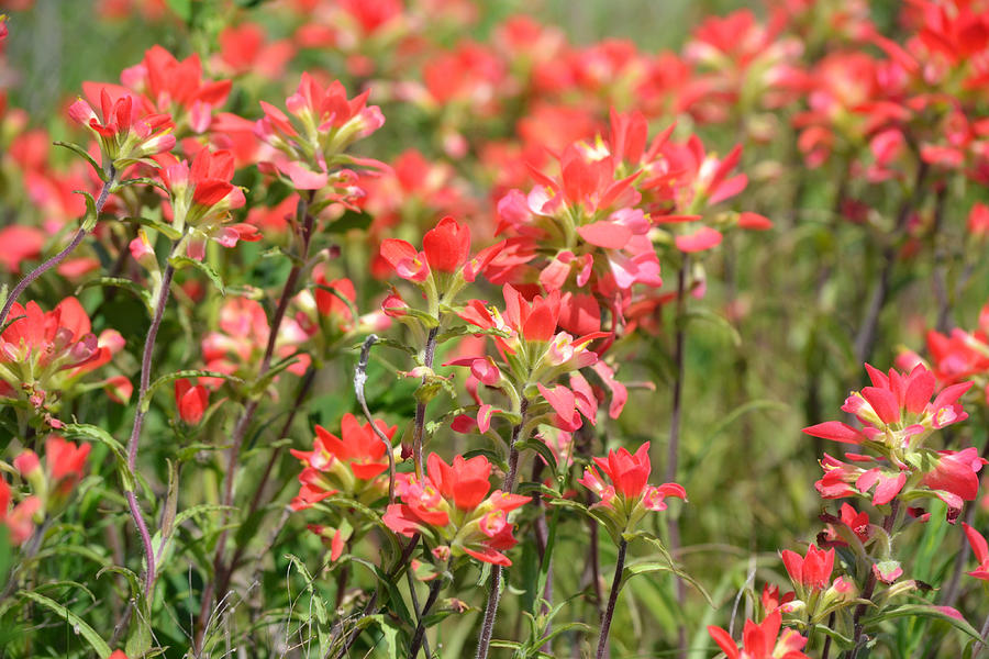 Indian Paintbrush Wildflower Close Up Photograph by Gaby Ethington