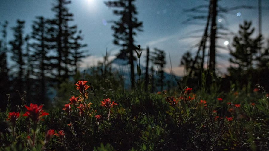Indian paintbrush wildflowers and Mt. Hood by moonlight under night sky with stars 1 Photograph by Tyler Hulett