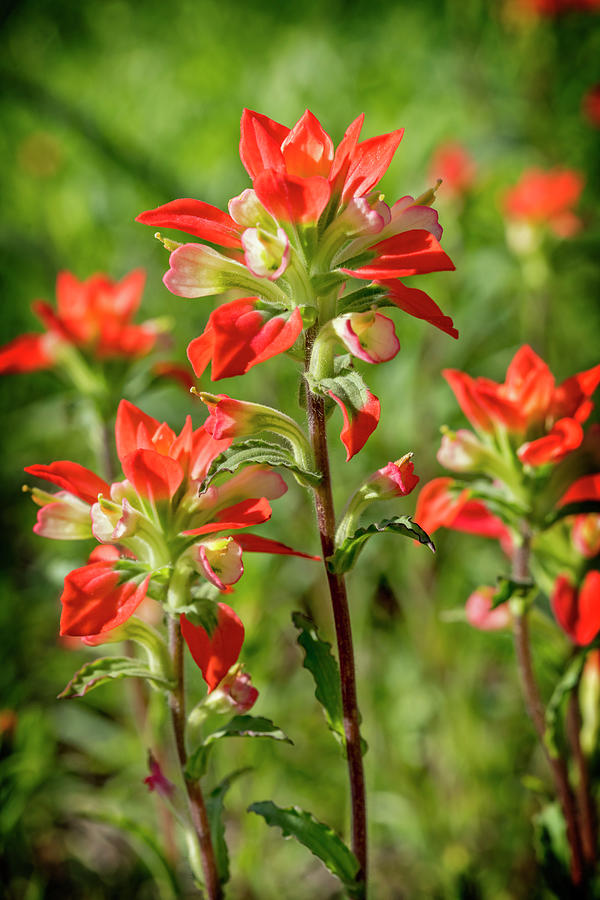 Indian Paintbrush Wildflowers Photograph by Kelley King - Fine Art America