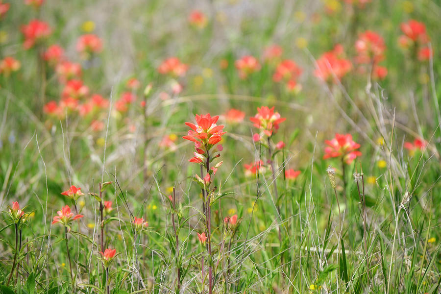 Indian Paintbrush Wildflowers of Texas Photograph by Gaby Ethington
