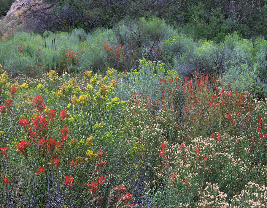 Nature Photograph - Indian Paintbrushes and Chamisas by Tim Fitzharris