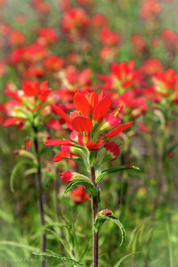 Indian Paintbrushes Photograph by Pam Rendall