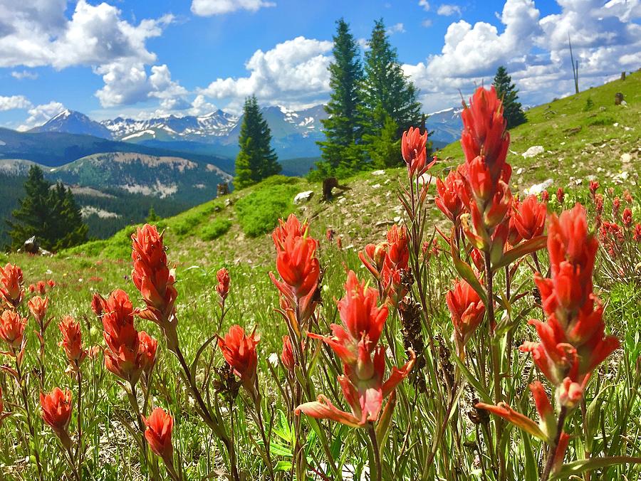 Red Flower Photograph - Indian Paintbush on Boreas Pass above Breckenridge, Colorad by Steve Tohari