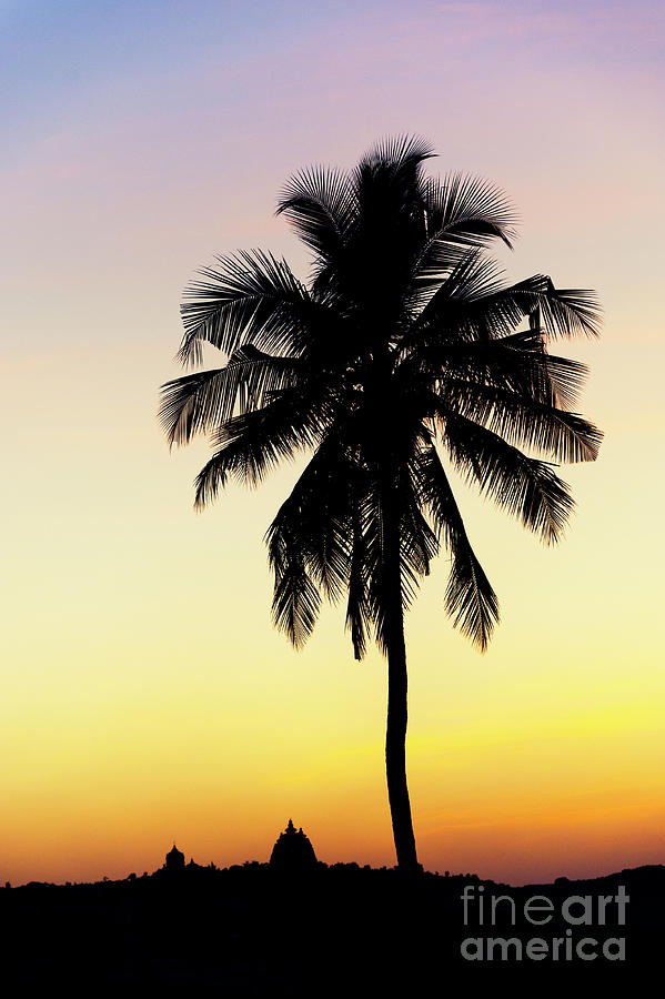 Sunset Photograph - Indian Palm at Sunset by Tim Gainey