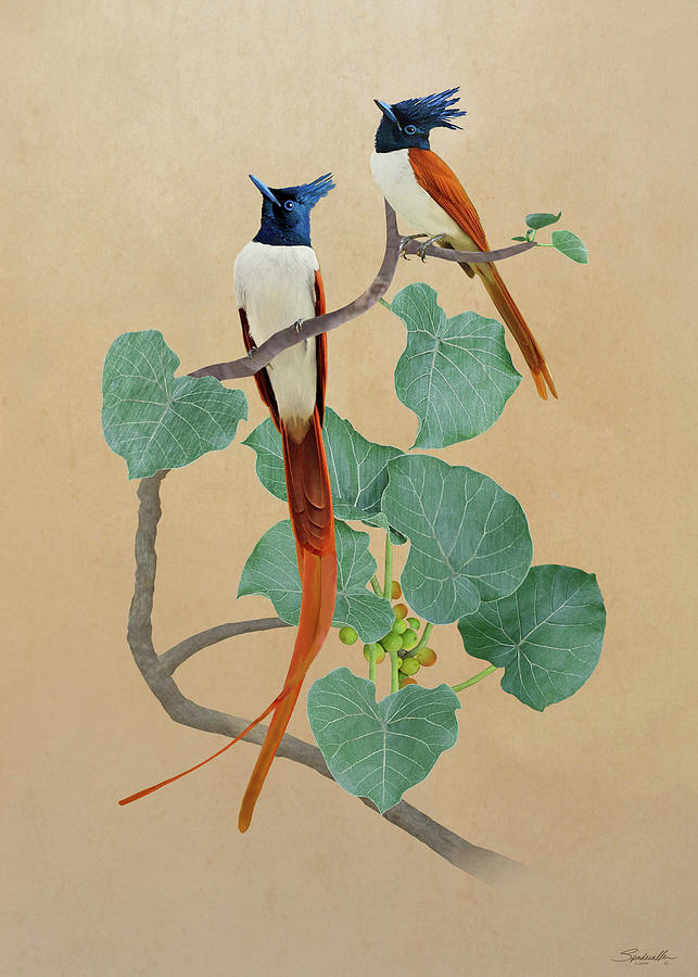 Indian Paradise Flycatchers Digital Art by M Spadecaller