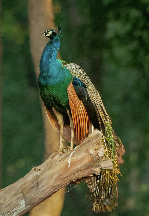 Indian Peacock Photograph by Jennifer LaBouff