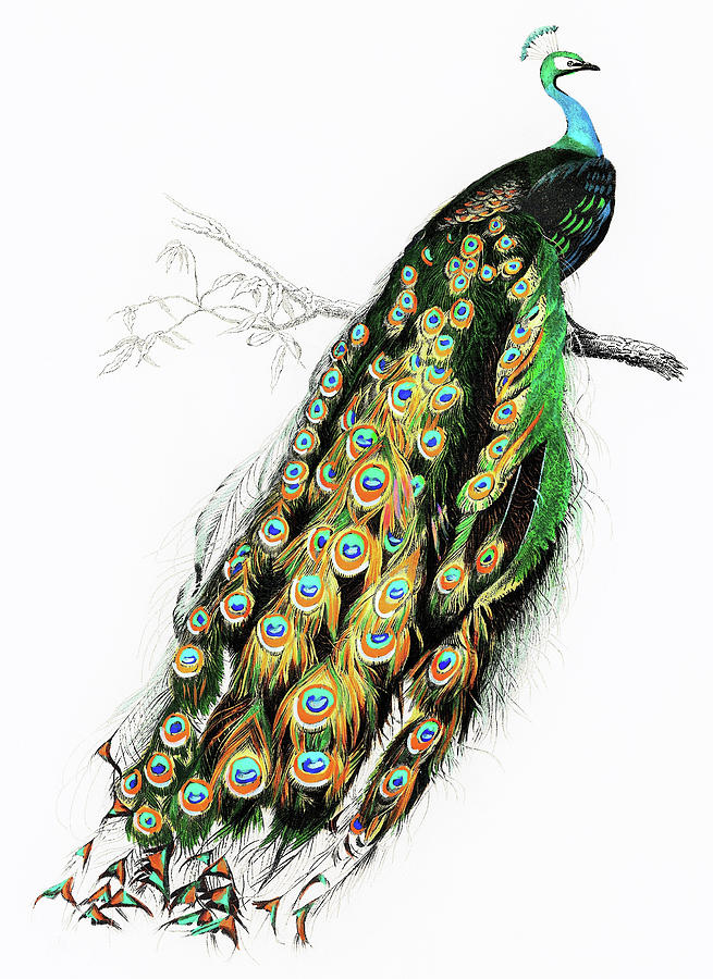 Peacock Painting - Indian Peafowl - Digital Remastered Edition by Charles Henry Dessalines dOrbigny