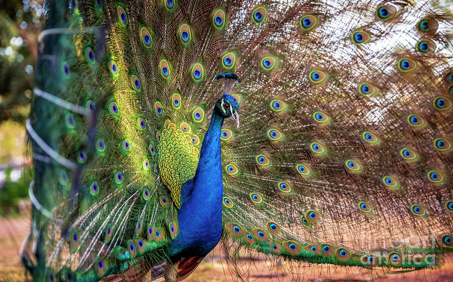 Nature Photograph - Indian peafowl in Laura, Australia by Dominic Jeanmaire