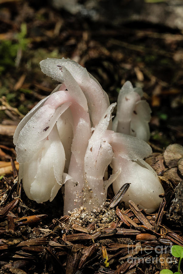 Indian Pipes Photograph - Indian Pipes Emerging on Forest Floor by John Arnaldi