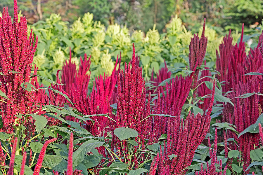 Indian Red and Green Amaranth Field Photograph by Natbits