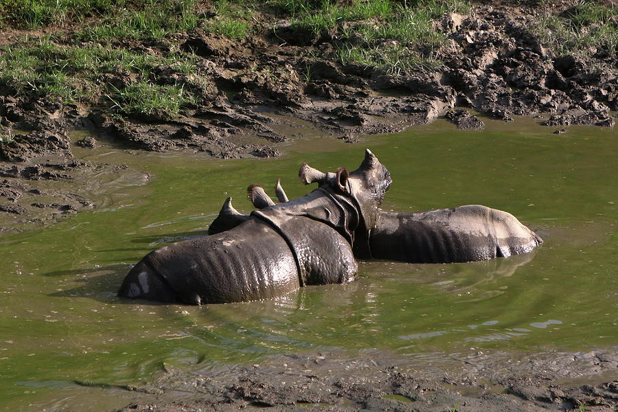 Rhino Photograph - One-horned Rhino Pair Cooling Off by Aidan Moran