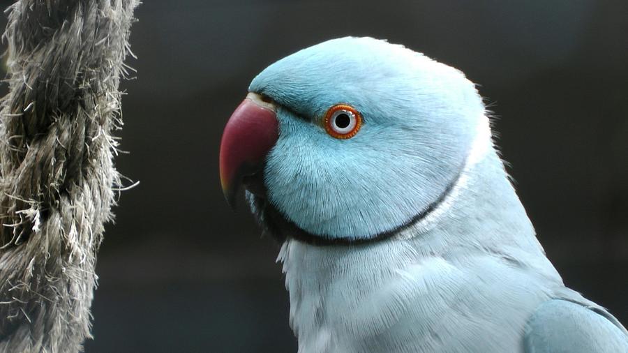 Indian Ringneck Colors | Feisty Feathers