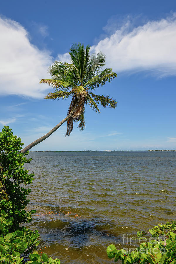 Indian River lagoon Palm Tree Photograph by Olga Hamilton
