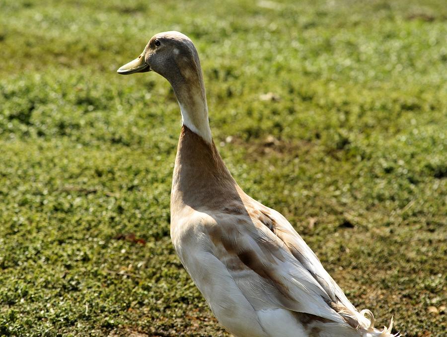 Indian Runner Duck Photograph by Les Classics Fine Art America