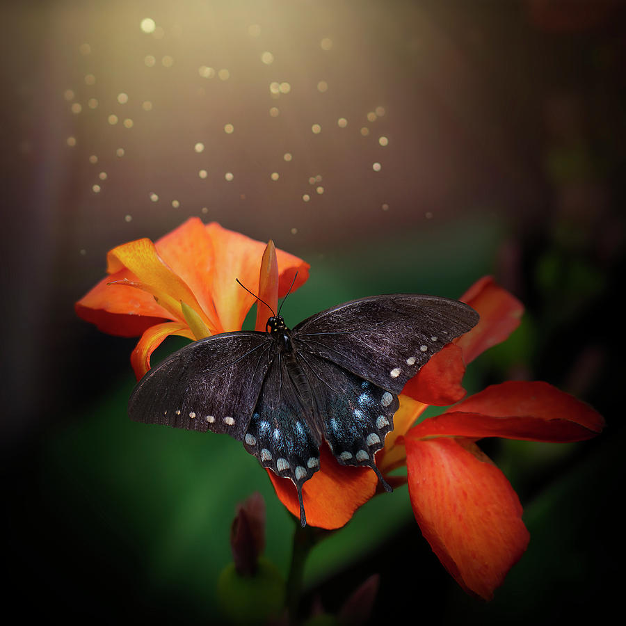Indian Shot and Spacebush Swallowtail from Flowers and Butterflies Collection Photograph by Lily Malor