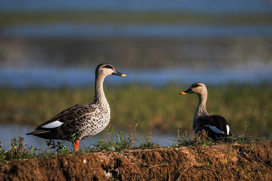 Indian spot billed ducks Photograph by Vishwanath Bhat