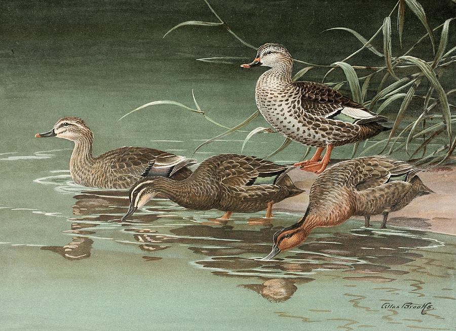 Indian SpotBill Eastern SpotBilled Duck Drawing by Allan Brooks ...