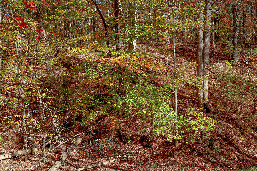 Indian Springs Autumn Woods Photograph by Ed Williams