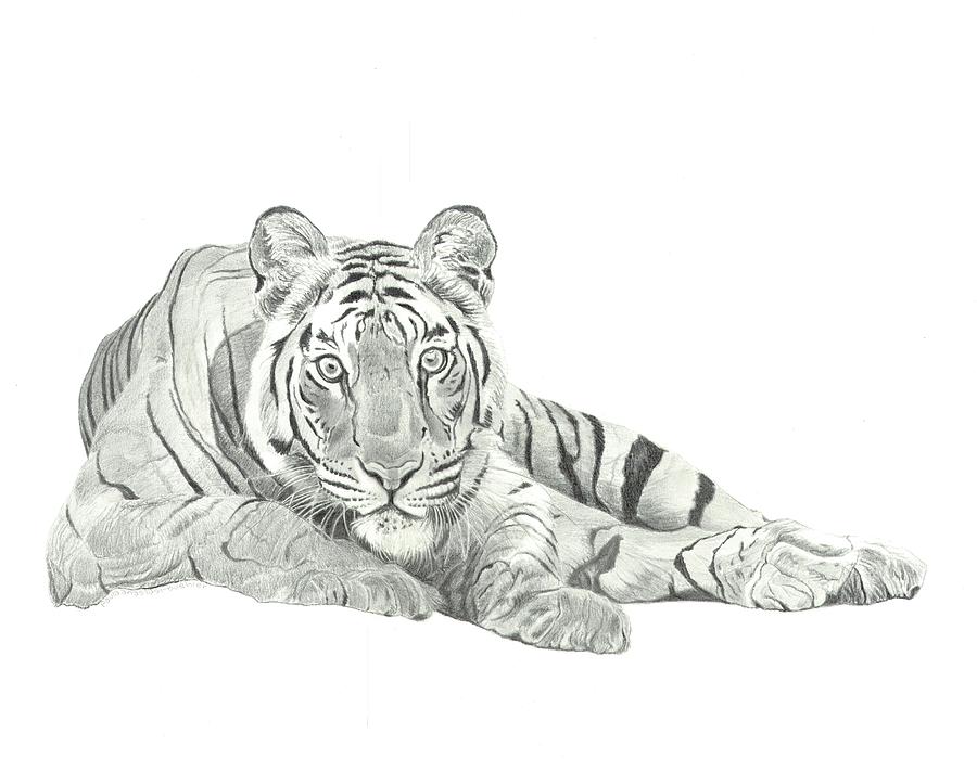 Indian Tiger Drawing by Paula Anastasi-Buehler - Fine Art America