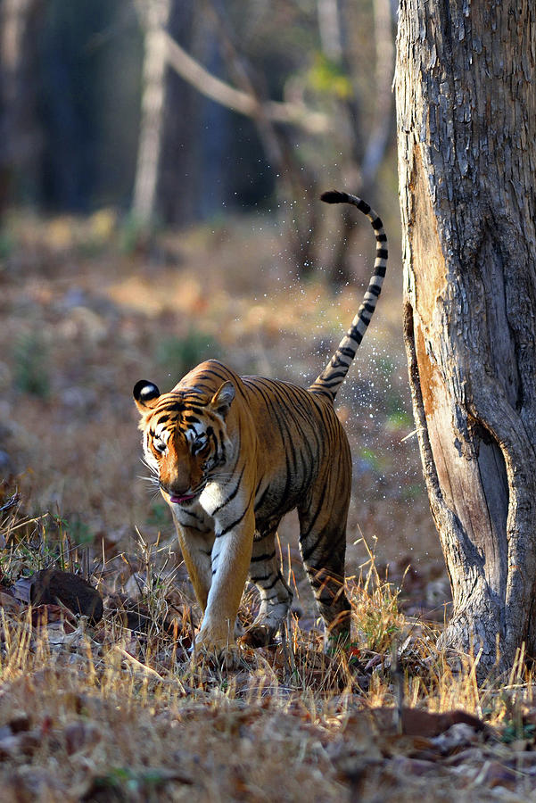 Indian Tiger Territory Marking Photograph by Koushik Bhattacharjee - Pixels