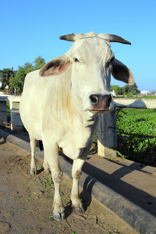 Indian White Cow Photograph by Mikhail Kokhanchikov - Fine Art America