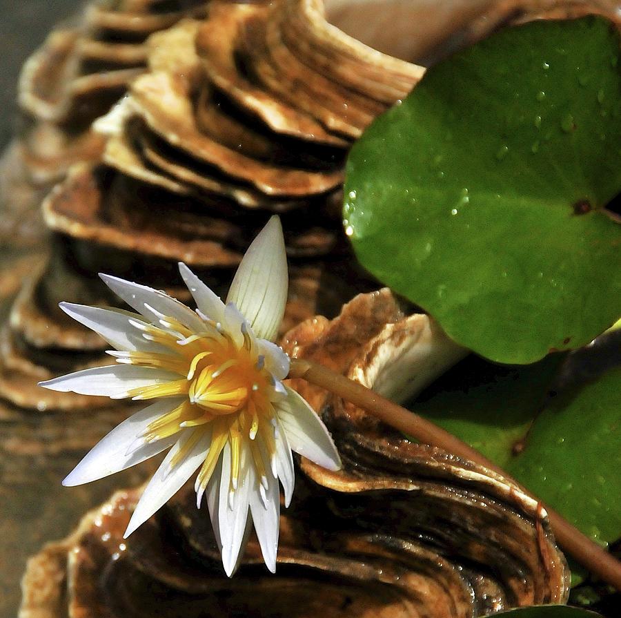 Indian White Lily Photograph By Bob Seshadri Fine Art America 