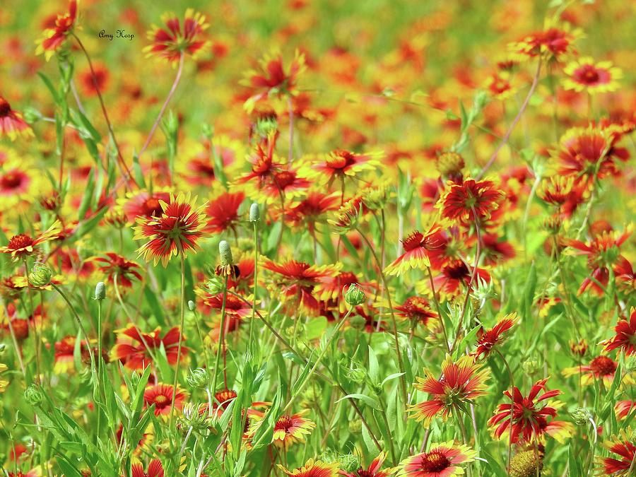 Indian Wildflower Firewheel Texas Photograph by Amy Hosp