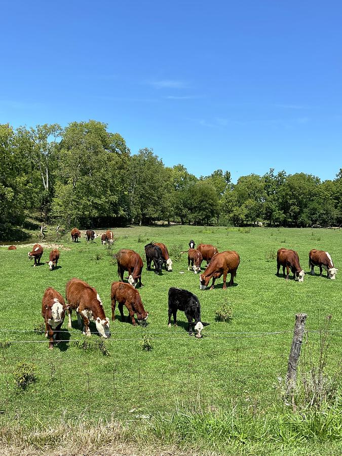 Indiana Backroads Cattle Photograph by Curtis Boggs | Pixels