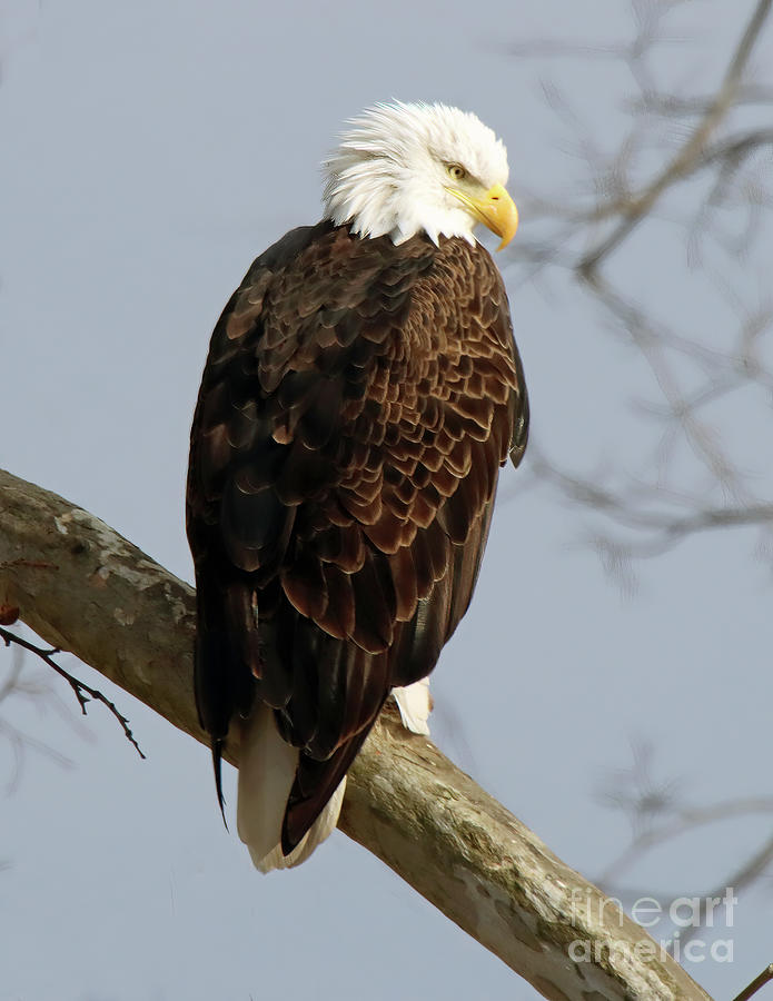 Indiana Bald Eagle 236 Photograph by Steve Gass - Pixels