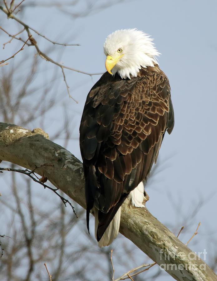 Indiana Bald Eagle Looking Back Photograph by Steve Gass