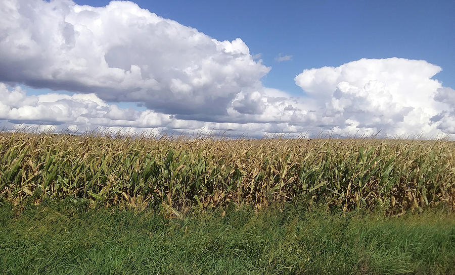 Indiana corn field Photograph by Lois Tomaszewski