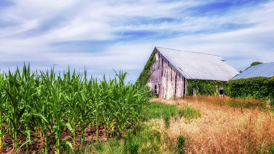 Indiana Cornfield Photograph by Susan Rissi Tregoning