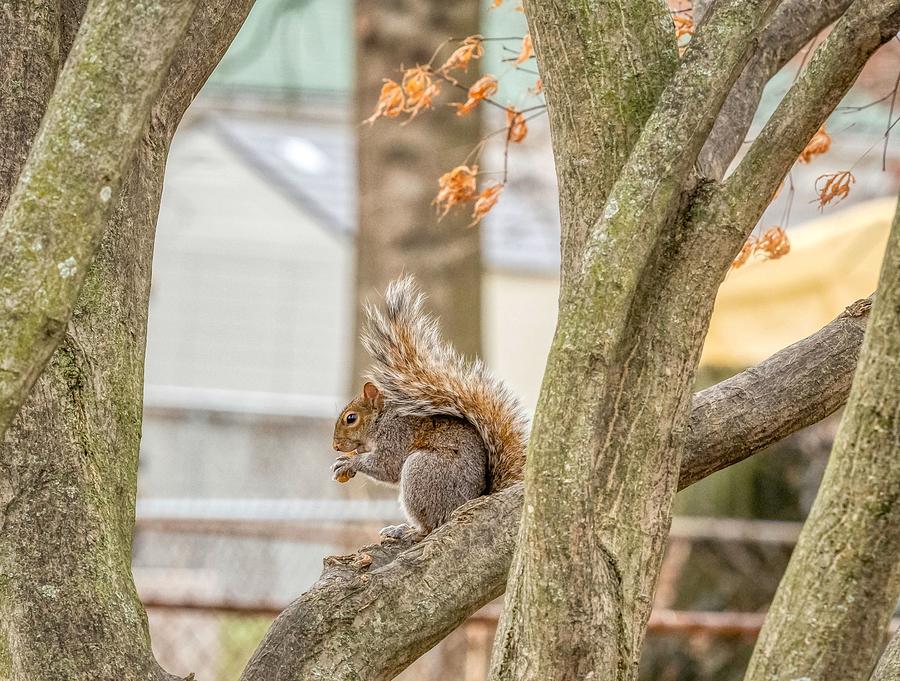 Indiana squirrel Photograph by Saga Imagery Kevin and Susanne Dickman