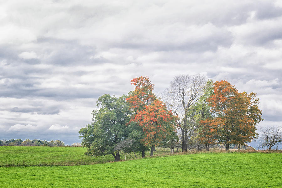 Indiana Woodlot - Fall Foliage Photograph by Bob Decker
