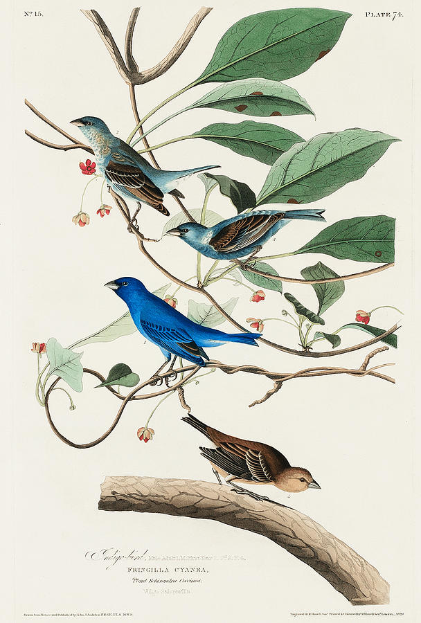 Indigo Bird. John James Audubon Painting by World Art Collective