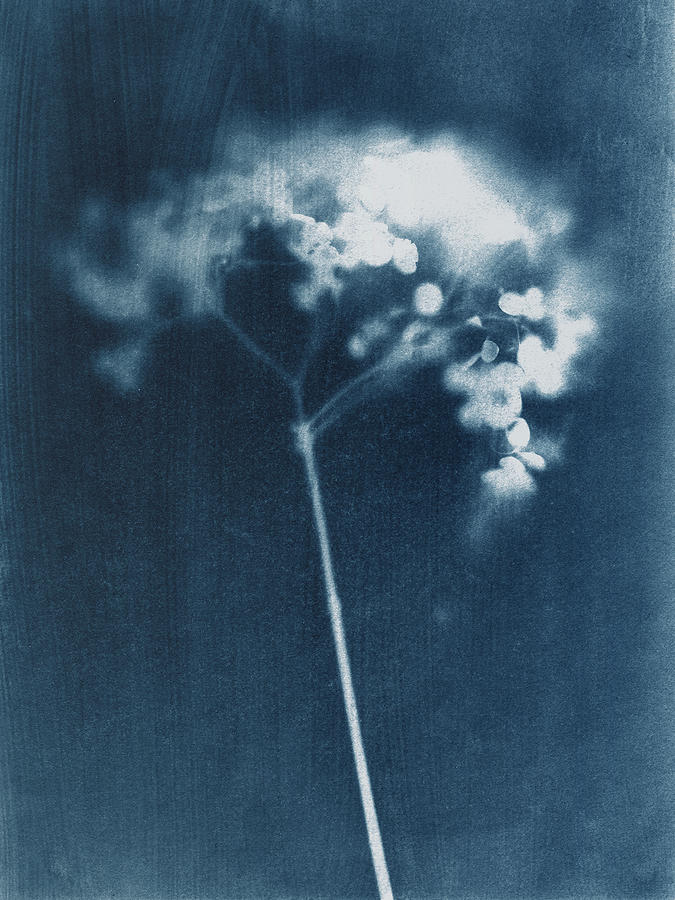 Indigo Blue Hydrangea Cyanotype Photograph by Janine Aykens