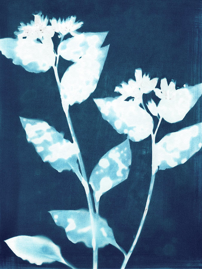Indigo Blue Wildflower Cyanotype Photograph by Janine Aykens