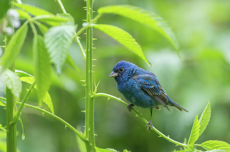 Indigo Bunting - 5783 Photograph by Jerry Owens