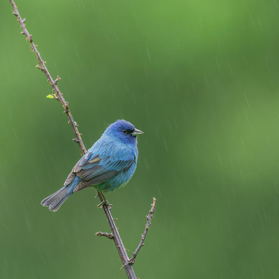 Indigo Bunting - 5806-2-S Photograph by Jerry Owens