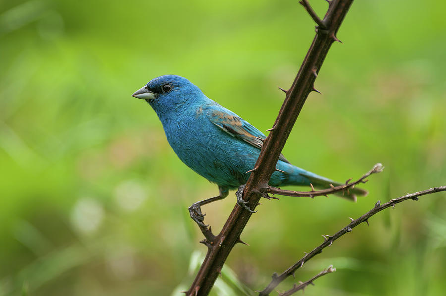 Indigo Bunting - 7200 Photograph by Jerry Owens