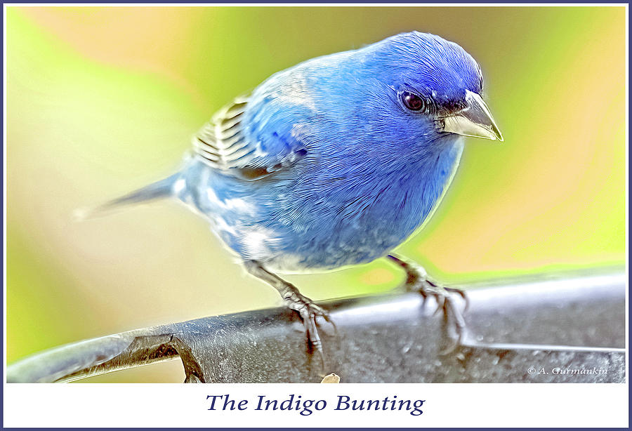 Indigo Bunting, Bird Feeder Photograph by A Macarthur Gurmankin