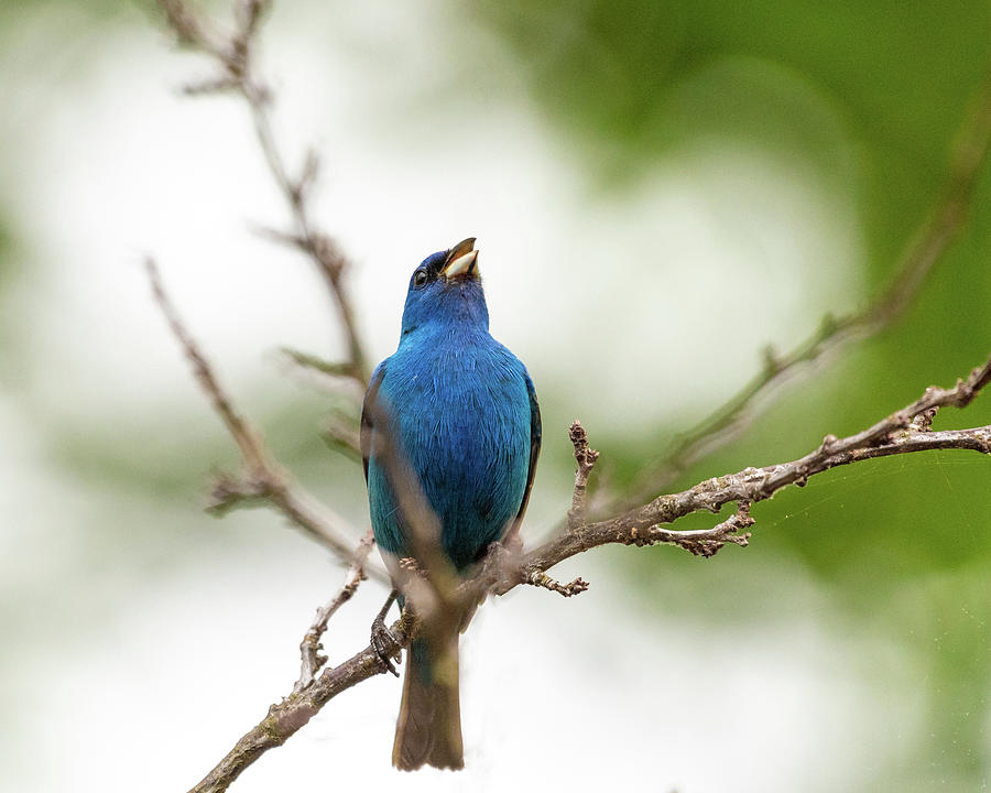 Indigo Bunting Bird Song Photograph by Lara Ellis